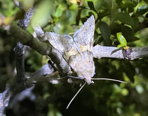 iNaturalist observation photo of Forsebia Moth