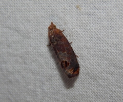 Cryptophlebia peltastica