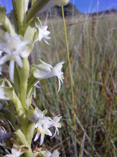 Image of Habenaria dives by (c) Manuel R Popp, some rights reserved (CC BY)