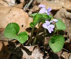 Viola labradorica