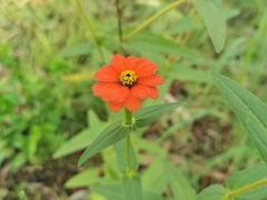 Zinnia peruviana