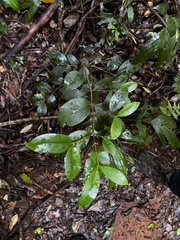 Cyclophyllum longipetalum