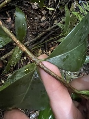 Cyclophyllum longipetalum