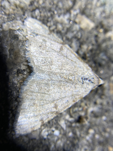iNaturalist observation photo of Geometer Moths