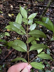 Cyclophyllum longipetalum
