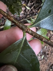 Cyclophyllum longipetalum