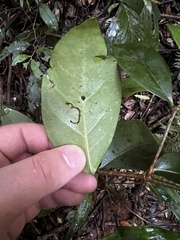 Cyclophyllum longipetalum