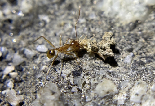 iNaturalist observation photo of Ants