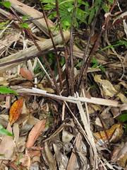 Parablechnum camfieldii image