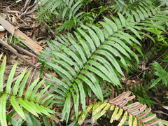 Parablechnum camfieldii image