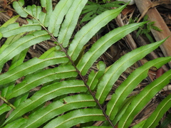 Parablechnum camfieldii image