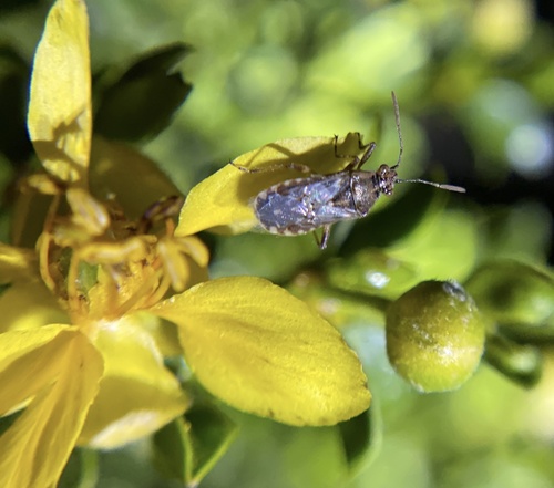 iNaturalist observation photo of Hyaline Grass Bug
