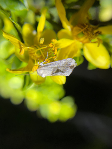 iNaturalist observation photo of Cutworm Moths and Allies