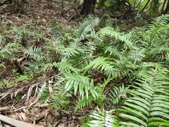 Parablechnum camfieldii image