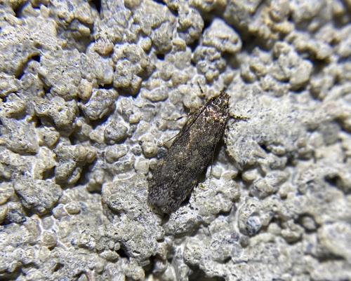 iNaturalist observation photo of Gelechiini