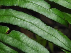 Parablechnum camfieldii image