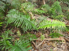 Parablechnum camfieldii image
