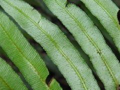 Parablechnum camfieldii image