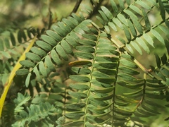 Acacia glaucocarpa