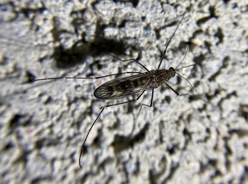 iNaturalist observation photo of Cold Weather Mosquito