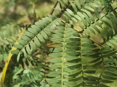 Acacia glaucocarpa