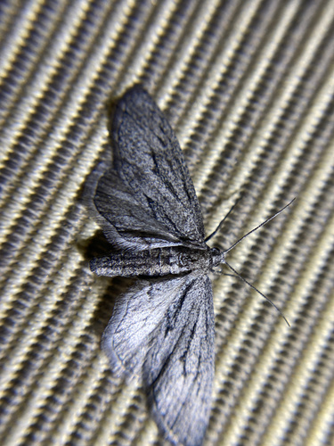 iNaturalist observation photo of Glaucina