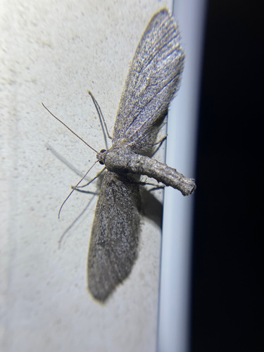 iNaturalist observation photo of Butterflies and Moths