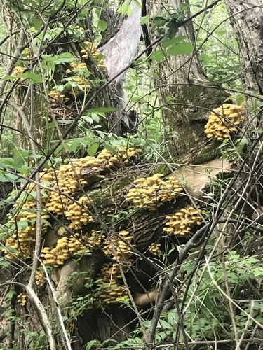 Golden Oyster Mushroom