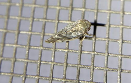 iNaturalist observation photo of Acinopterus