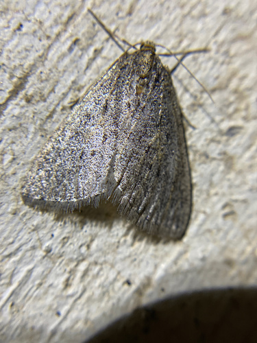 iNaturalist observation photo of Butterflies and Moths