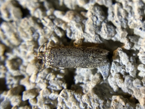 iNaturalist observation photo of Butterflies and Moths