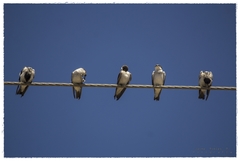 Tachycineta albilinea