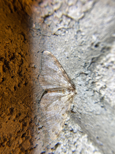 iNaturalist observation photo of Carpet Moths
