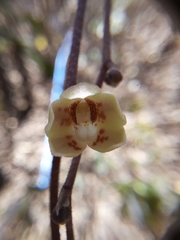 Chiloschista parishii