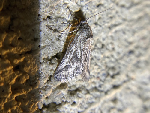 iNaturalist observation photo of Oxycnemis fusimacula