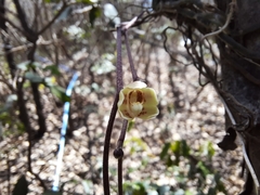 Chiloschista parishii