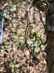 Chiloschista parishii