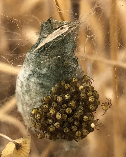 Banded Garden Spider, photo 8 of 9