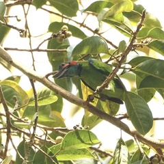 Psilopogon duvaucelii