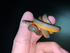 Diadophis punctatus similis