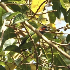 Psilopogon duvaucelii