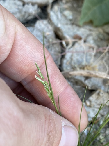 iNaturalist observation photo of common Mediterranean grass