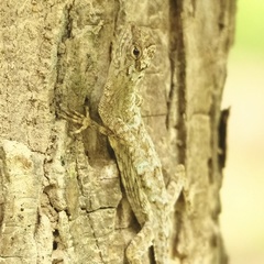 Draco formosus