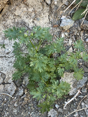 iNaturalist observation photo of Emory's rockdaisy