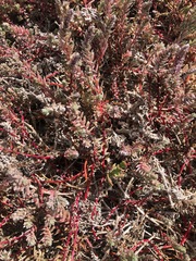 Chenolea diffusa