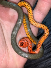 Diadophis punctatus similis