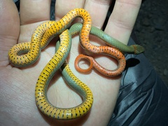 Diadophis punctatus similis