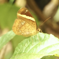 Xanthotaenia busiris