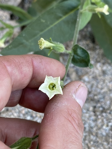 iNaturalist observation photo of desert tobacco