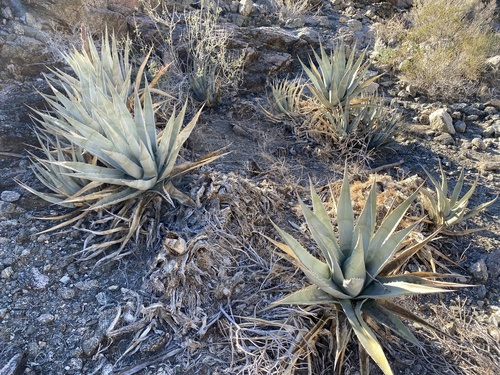 iNaturalist observation photo of desert agave